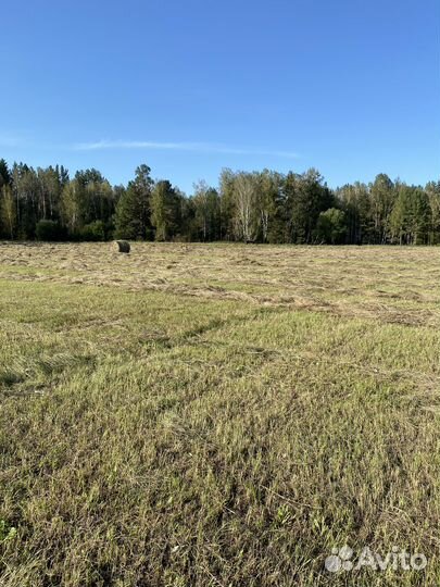 Продам сено в рулонах