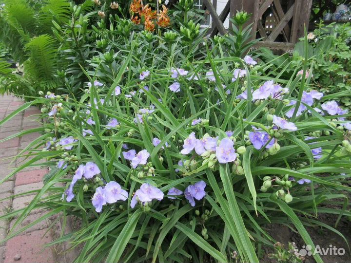 Традесканция садовая многолетняя