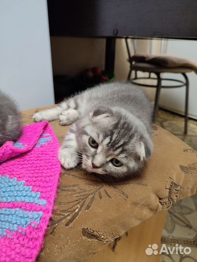 Шотландские котики серые