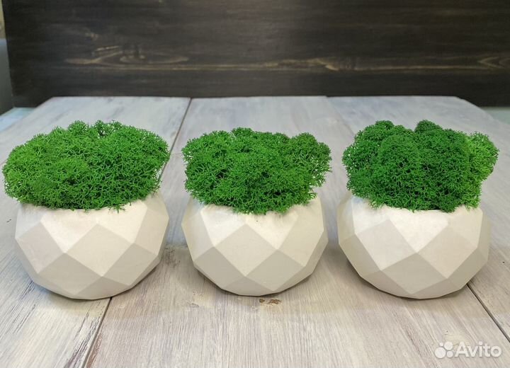 Кашпо гипсовое со мхом