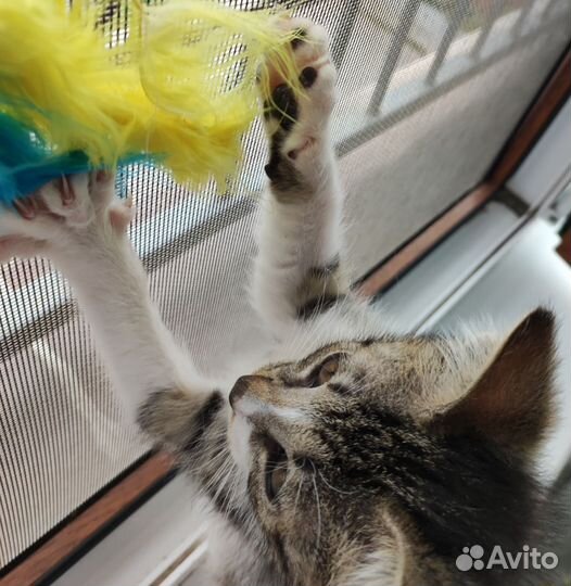 Котенок в добрые руки