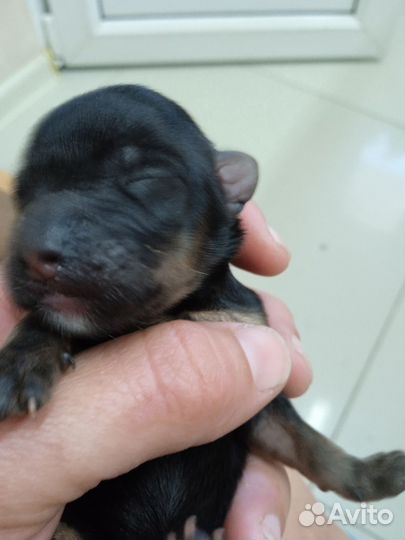 Йоркширский терьер щенки