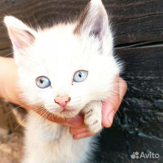 Кошка в дар бесплатно