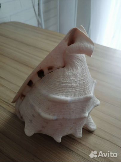 Большая ракушка