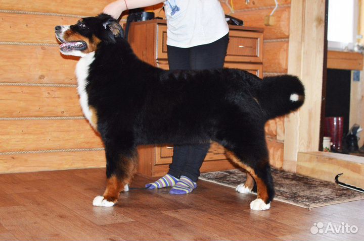 Груминг-экспресс линька