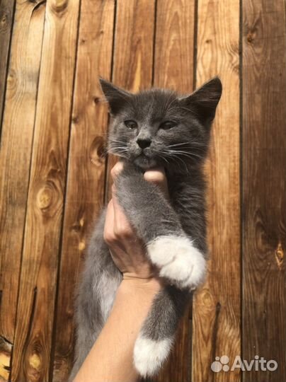 Котята мальчики