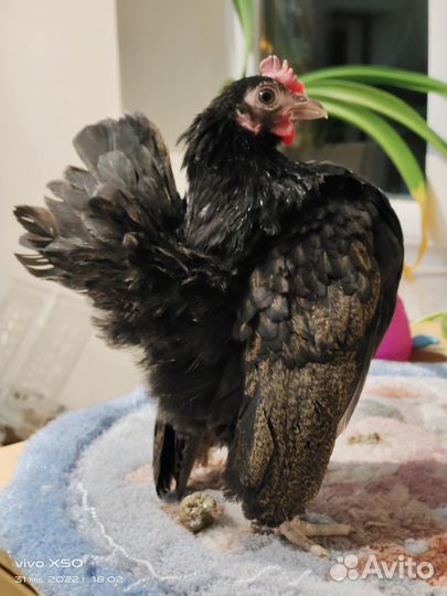 Аям серама малазийская