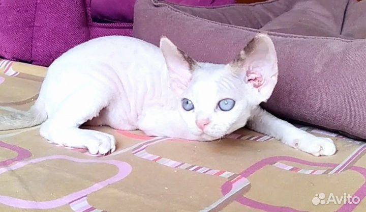 Котята девон-рекс