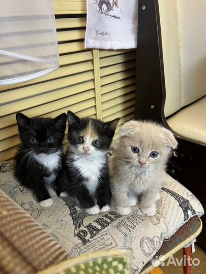Котята