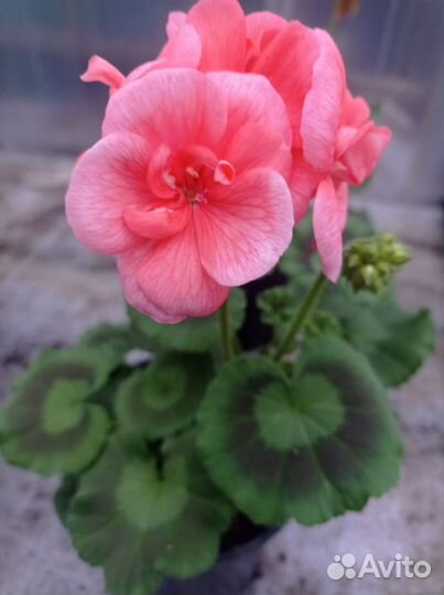 Пеларгония герань