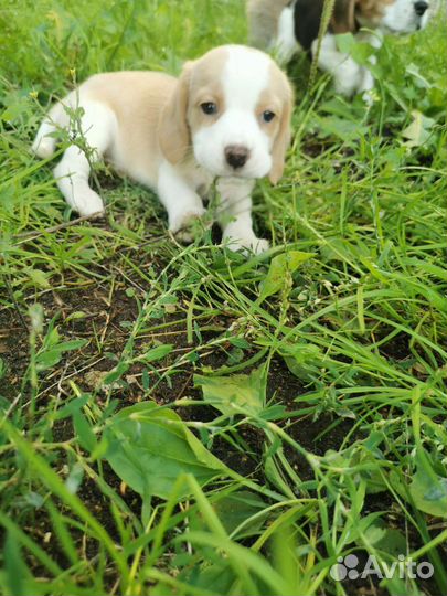 Щенки Бигля