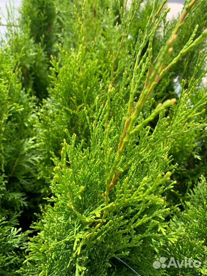 Туя смарагд