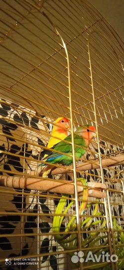 Два попугая неразлучника вместе с большой клеткой