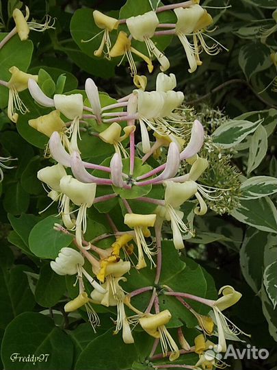 Каприфоль(Джеральда) жимолостьЗеленая изгородь