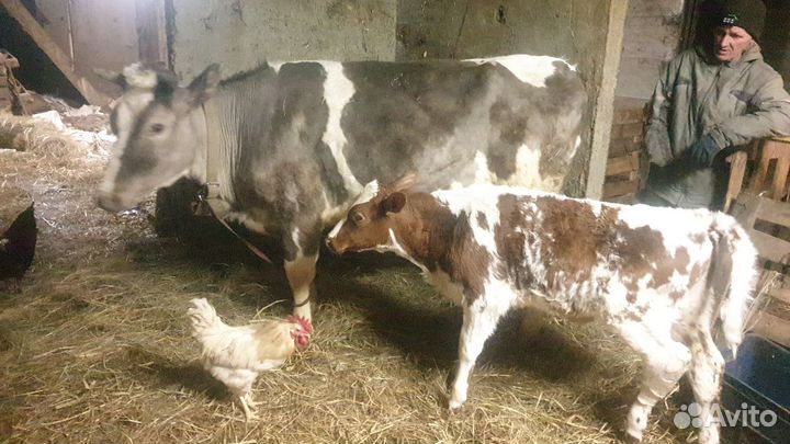 Корова с теленком нетеля