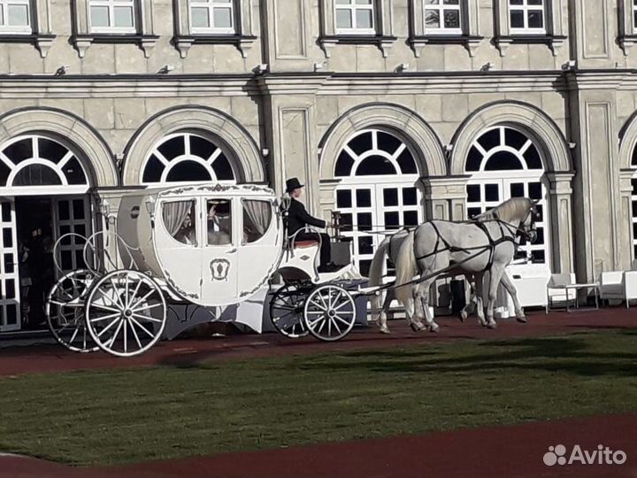 Животные на мероприятие,лошади на детский праздник