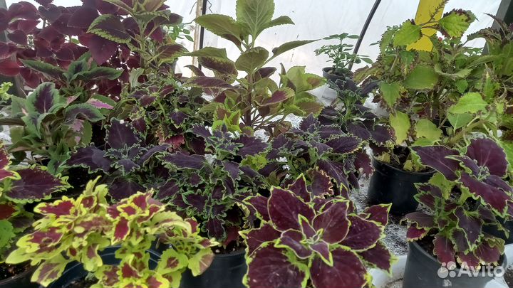 Комнатные цветы