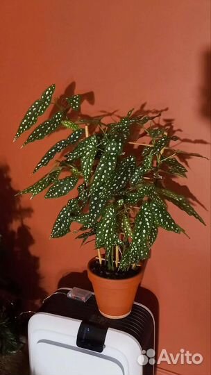 Бегония макулата