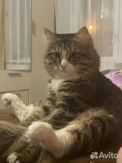 Отдам кота
