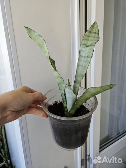 Сансевиерия Муншайн, хани крео