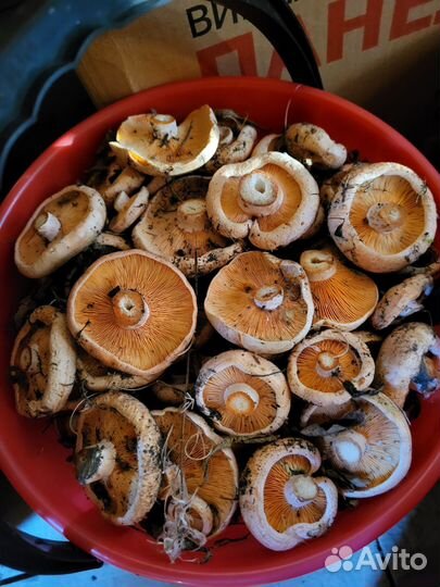 Грибы рыжики свежие