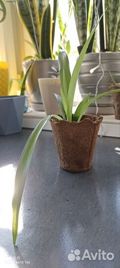 Хлорофитум