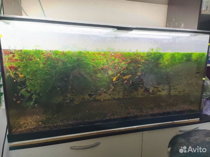 Аквариумы 100-400л с гарнитурой