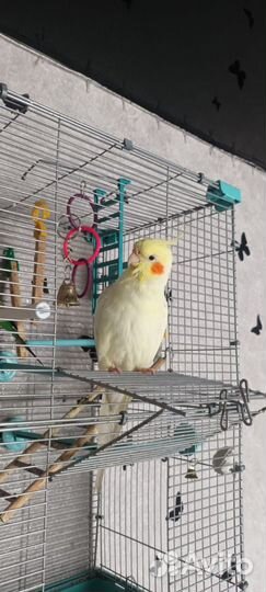 Попугай корелла