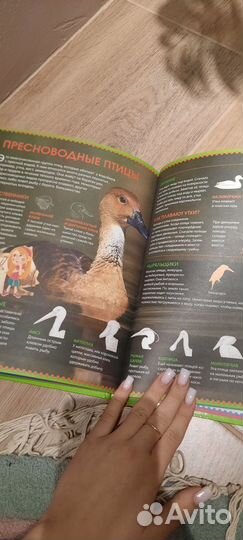 Энциклопедия младшего школьника