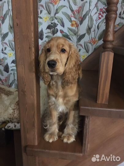 Кокер спаниель