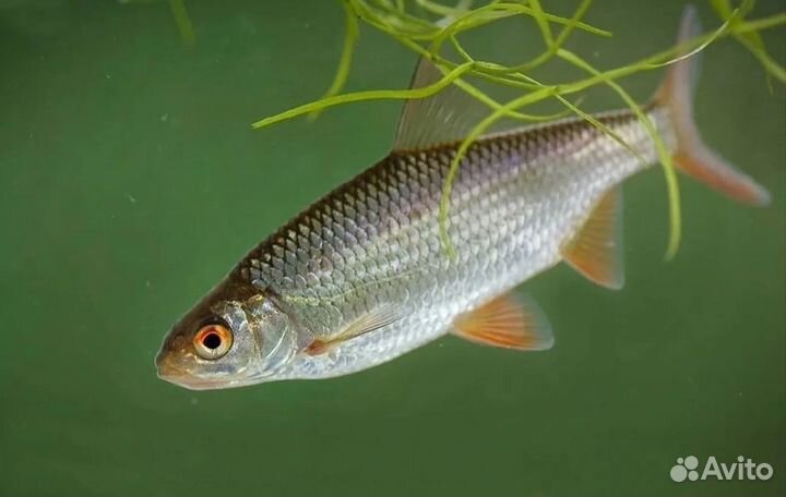 Живец плотва