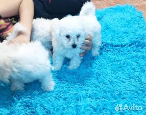 Бишон фризе вязка мальчик