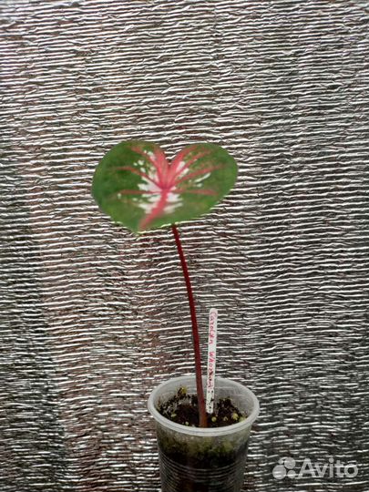 Антуриум хрустальный, Каладиумы, Калатеи