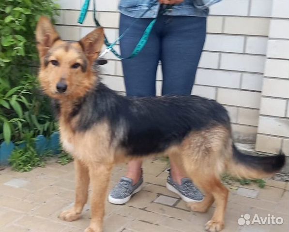 Шкода 1 год (приют)