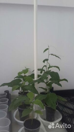 Пассифлора маракуйя