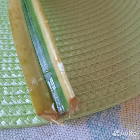 Кротон, сансевьера