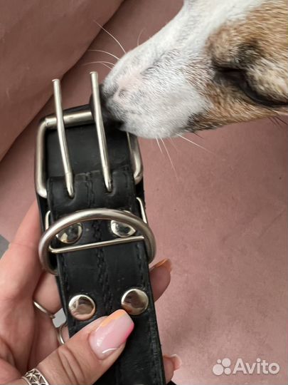 Ошейник для крупной собаки