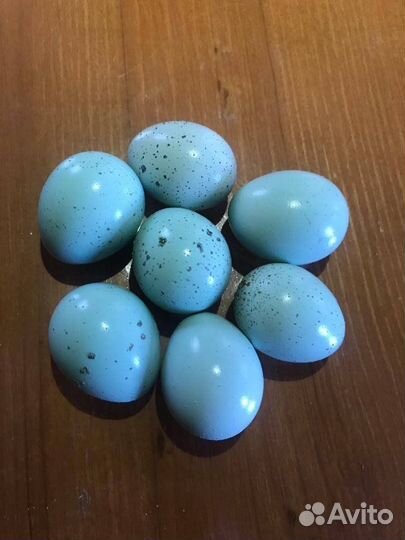 Инкубационное яйцо перепела Селадон