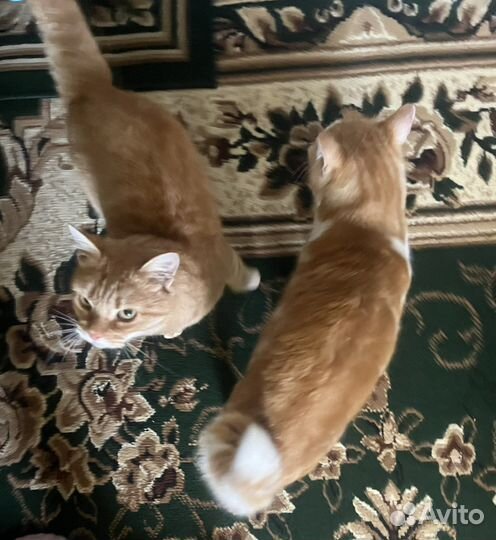 Кошка в дар