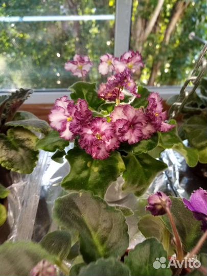 Сортовые фиалки