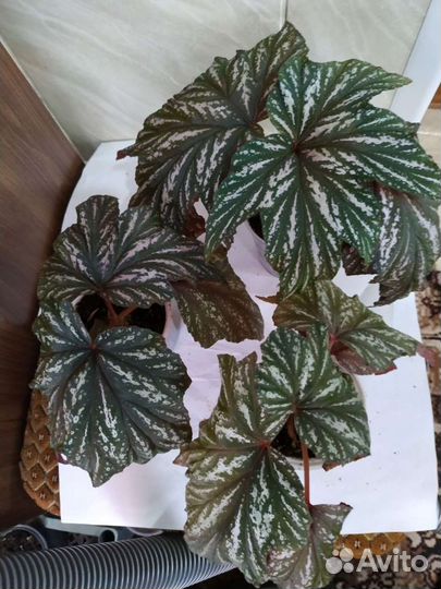 Кейн бегонии