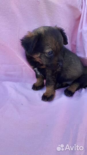 Щенки. Малыши ищут своих мам и пап. Астрахань