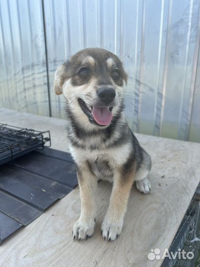 Щенок в добрые руки