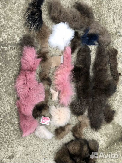 Куски Песца