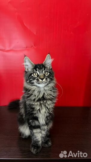 Мейн-кун котёнок