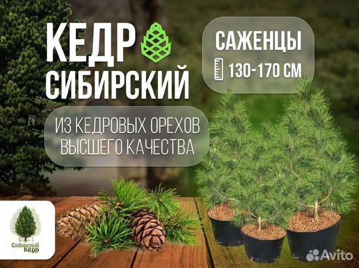 Саженцы кедра экстра класс