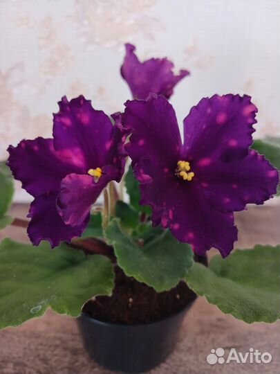 Сортовые фиалки,укор.черенки