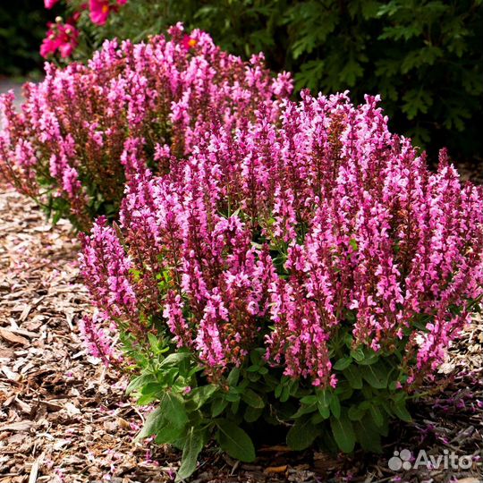 Многолетние цветы для сада