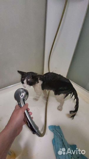 Самый нежный и несчастный Семён