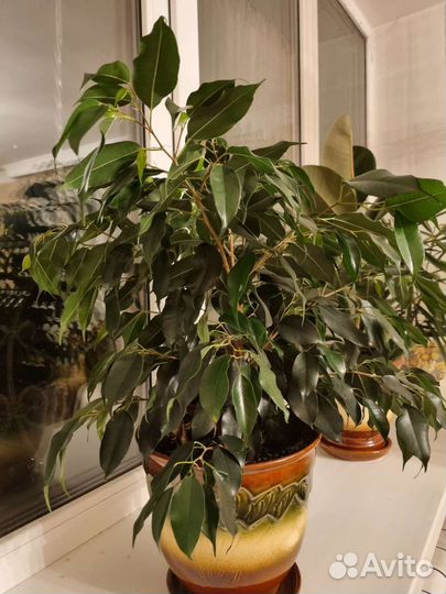 Фикус Бенджамина Даниэль